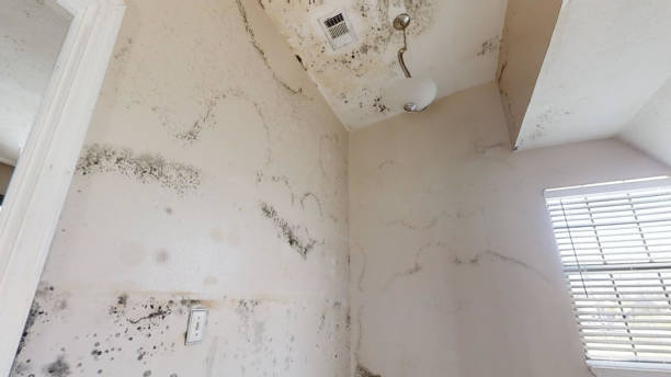 Professional Mold Removal in Laymantown, VA